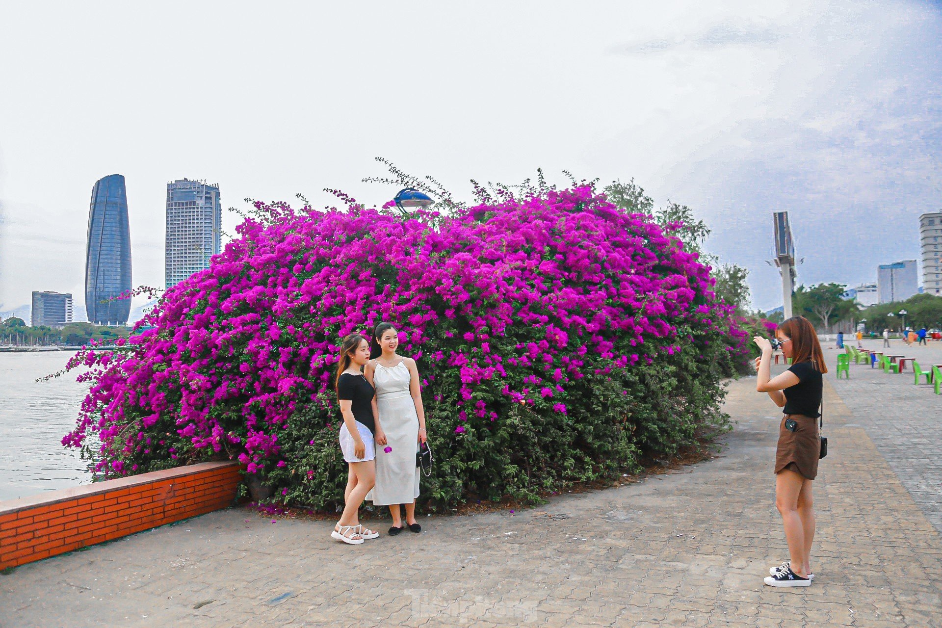 'Fiebre' con las brillantes flores de buganvilla floreciendo en ambas orillas del río Han foto 15