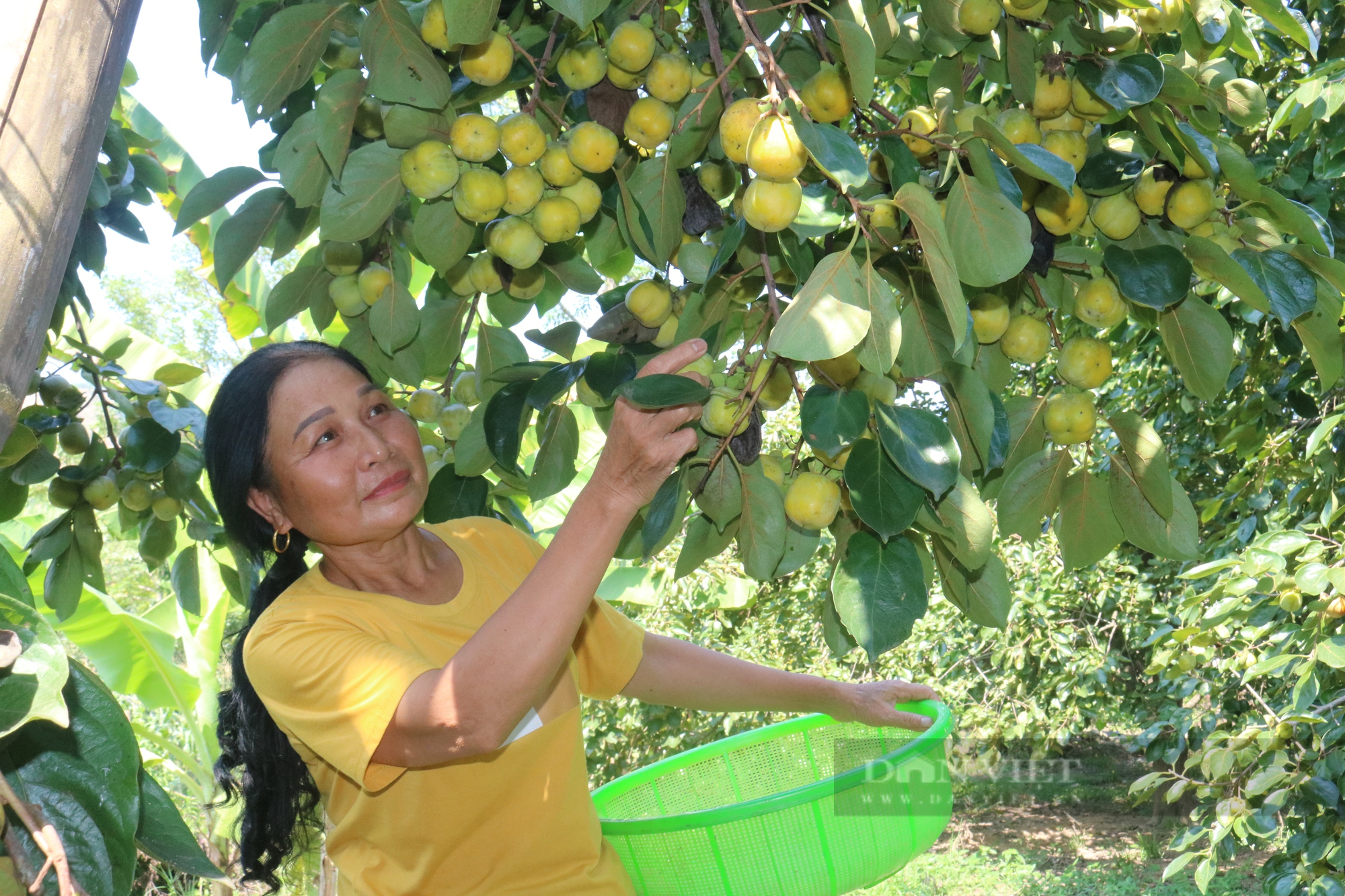 Những cây hồng cổ không hạt ở vùng quê Lào Cai - Ảnh 5.