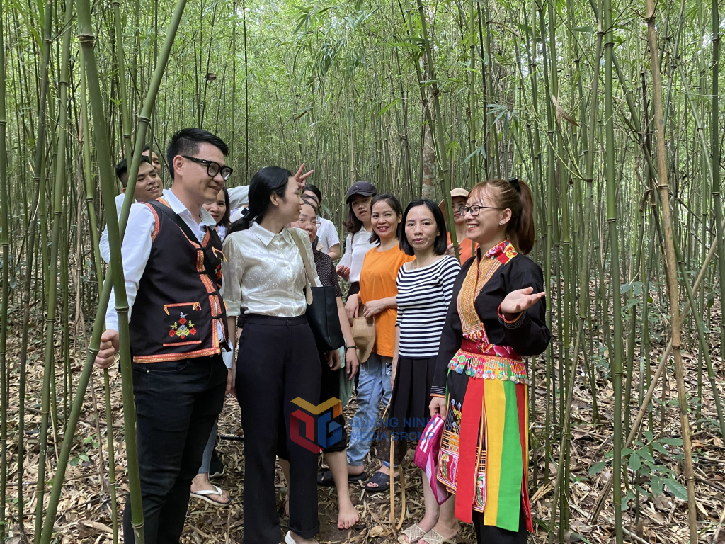 Tourists visit bamboo forest in Ky Thuong commune, Ha Long city.