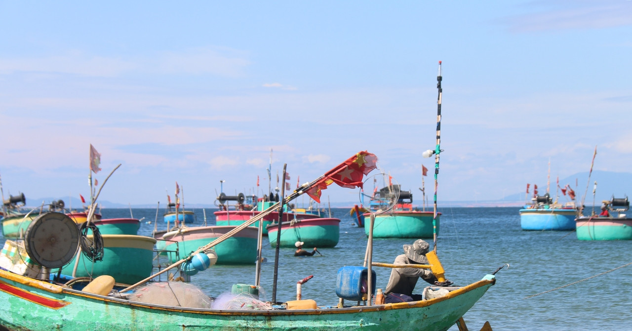 Avec une seule action, la crevette argentée disparue depuis 1976 réapparaît désormais dans la mer de Binh Thuan.