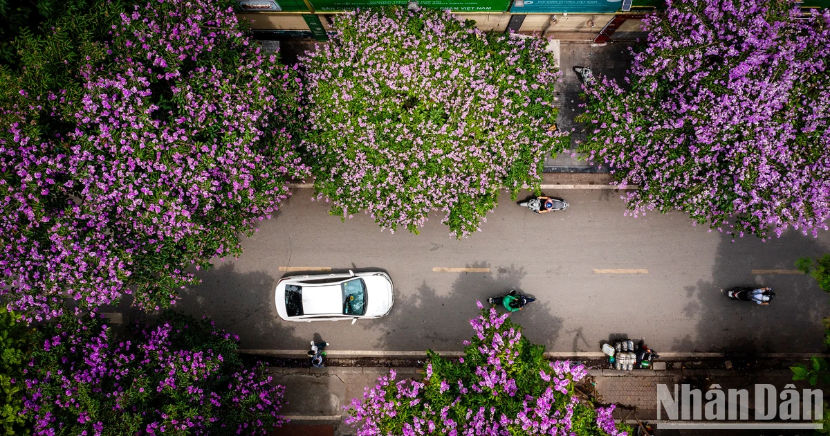 [Foto] „Verträumte“ lila Lagerstroemia bedeckt die Straßen von Hanoi