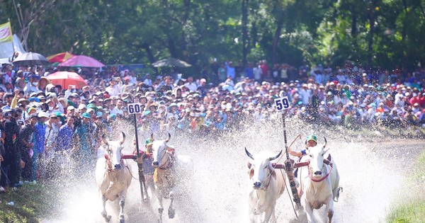 منافسة مثيرة لسباق الثيران في That Son في An Giang