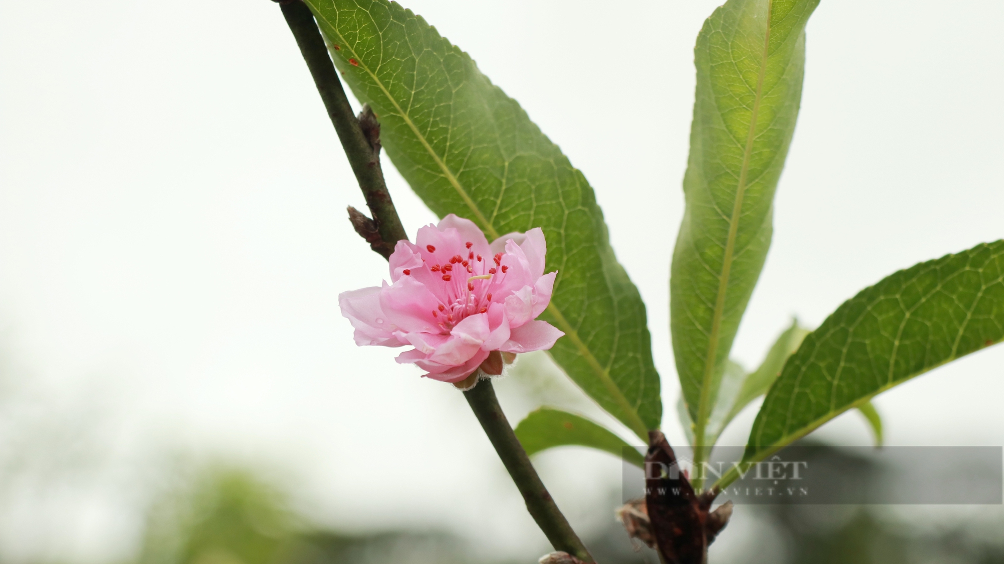 Nghệ nhân ở Đà Lạt chăm vườn toàn 