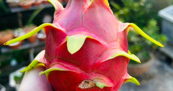 Arzt berichtet über die Vorteile der Drachenfrucht zur Krebsvorbeugung und Stärkung des Immunsystems