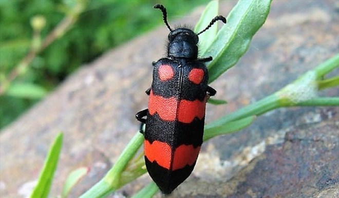 Poisoning after eating caterpillar