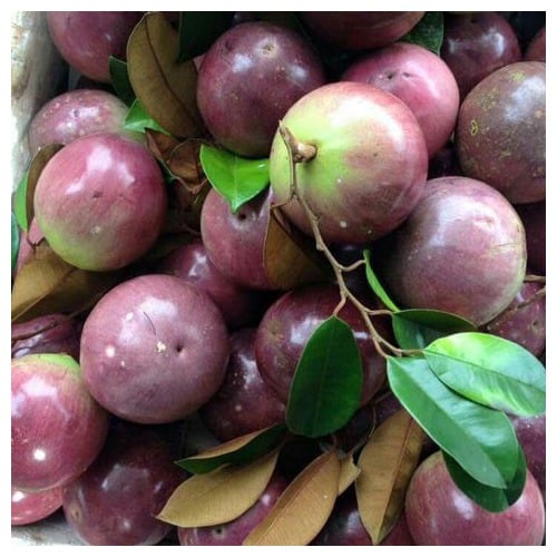 Arbre fruitier au lait Lo Ren Vinh Kim - Eakamat Tay Nguyen - Contact : 0905 98 4646