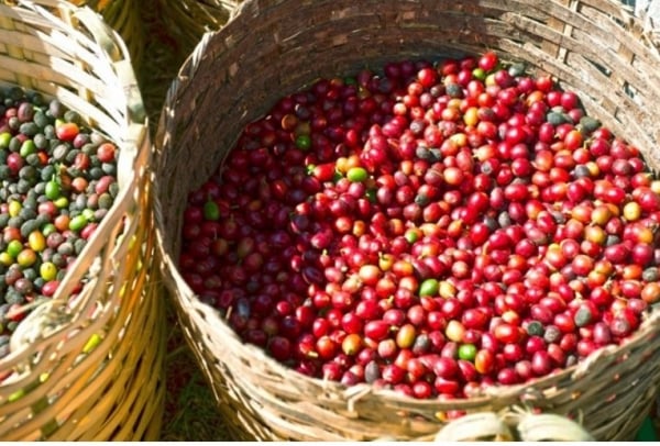 Giá cà phê Robusta hồi phục trở lại từ mức thấp nhất trong vòng 1 tháng