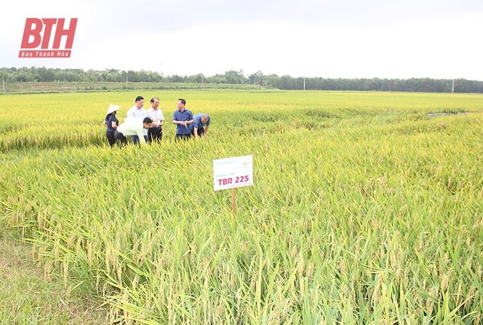 วิสาหกิจ-สหกรณ์-เกษตรกร ร่วมพัฒนา มองจากผลผลิตข้าวฤดูใบไม้ผลิ 2566