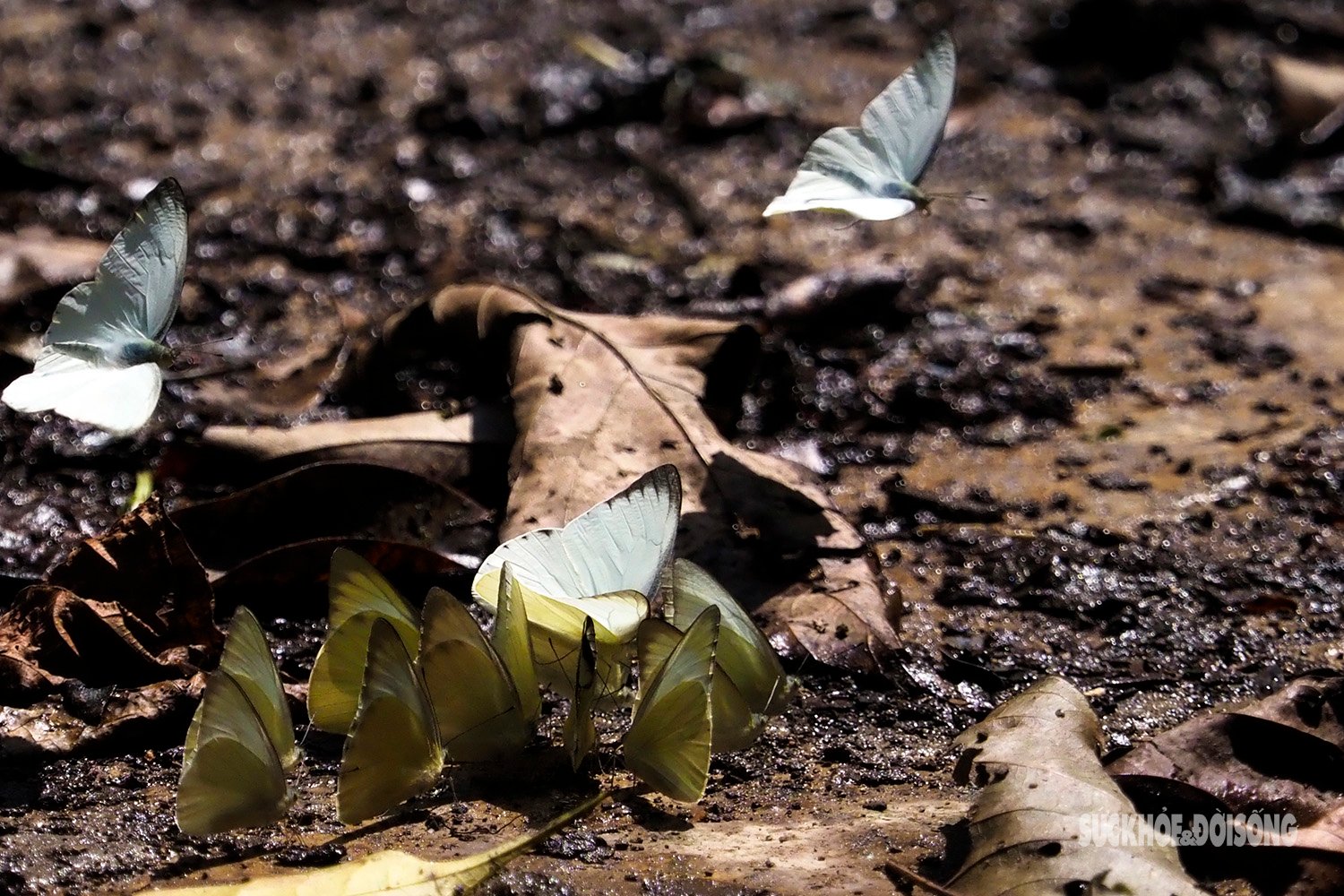 Perdu dans le « paradis des papillons » à Cuc Phuong