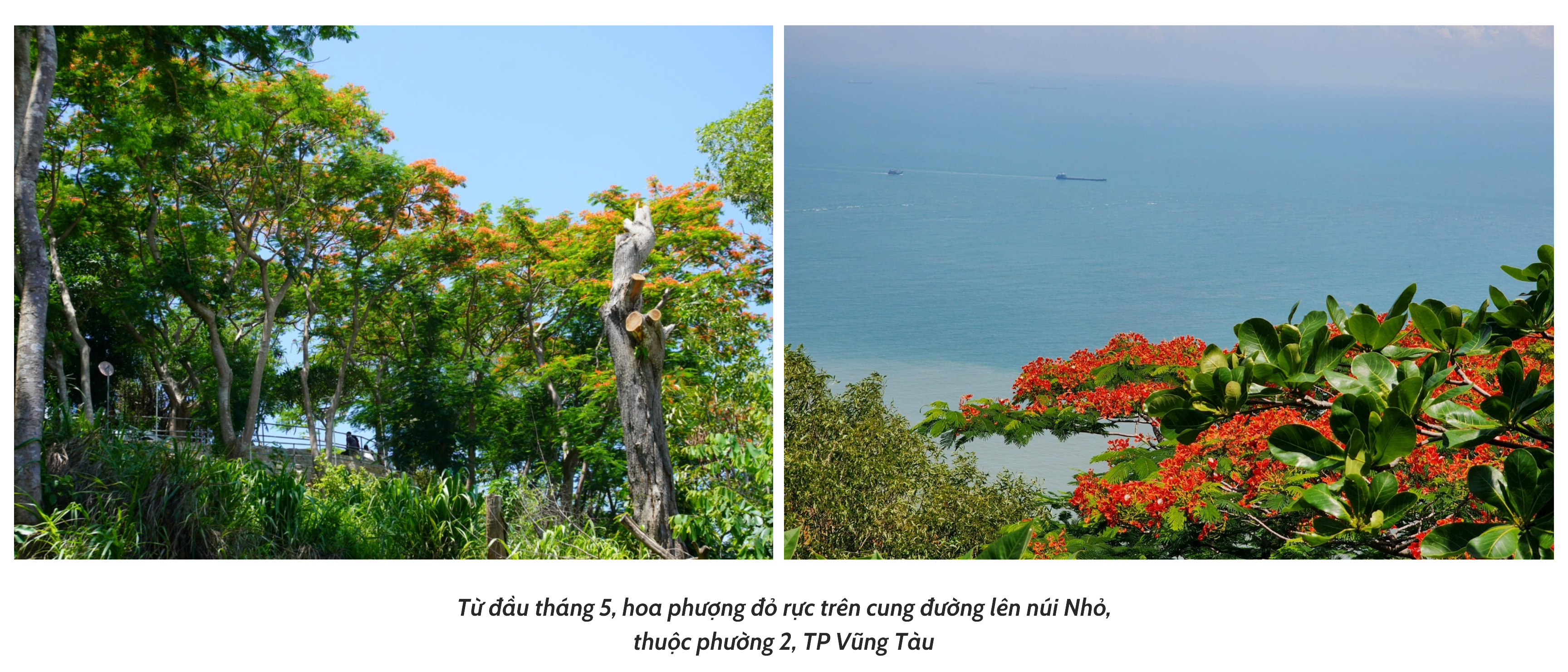 Vung Tau - the red phoenix flower city of the South - Photo 3