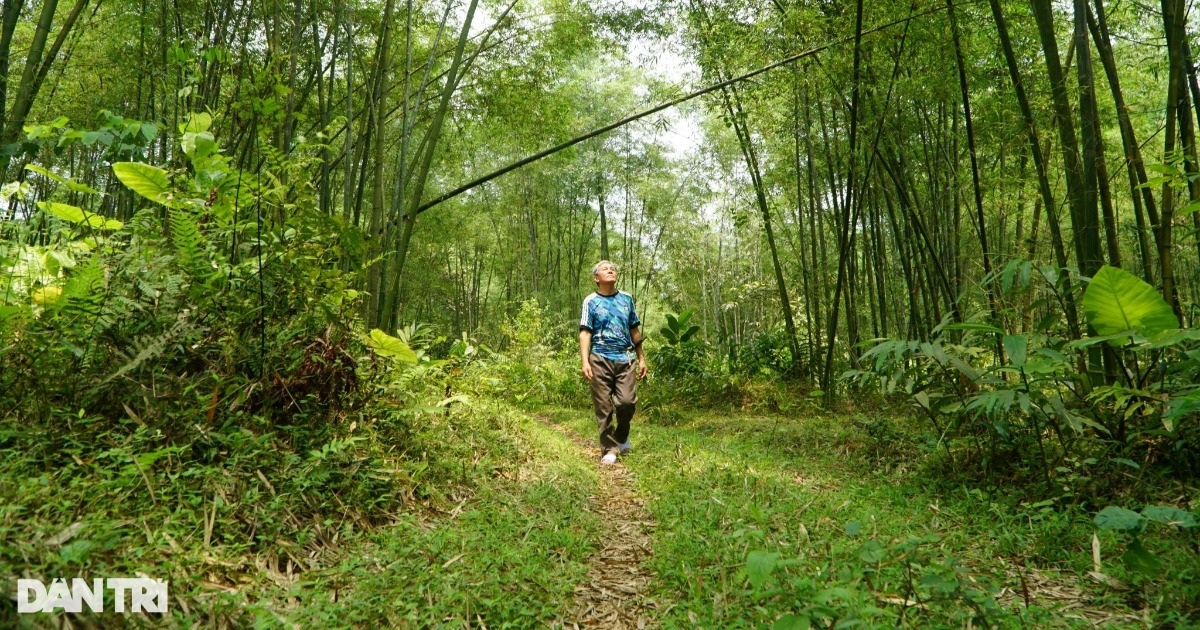 Nuôi con ăn học, xây nhà nhờ cây được mệnh danh là "vàng xanh"