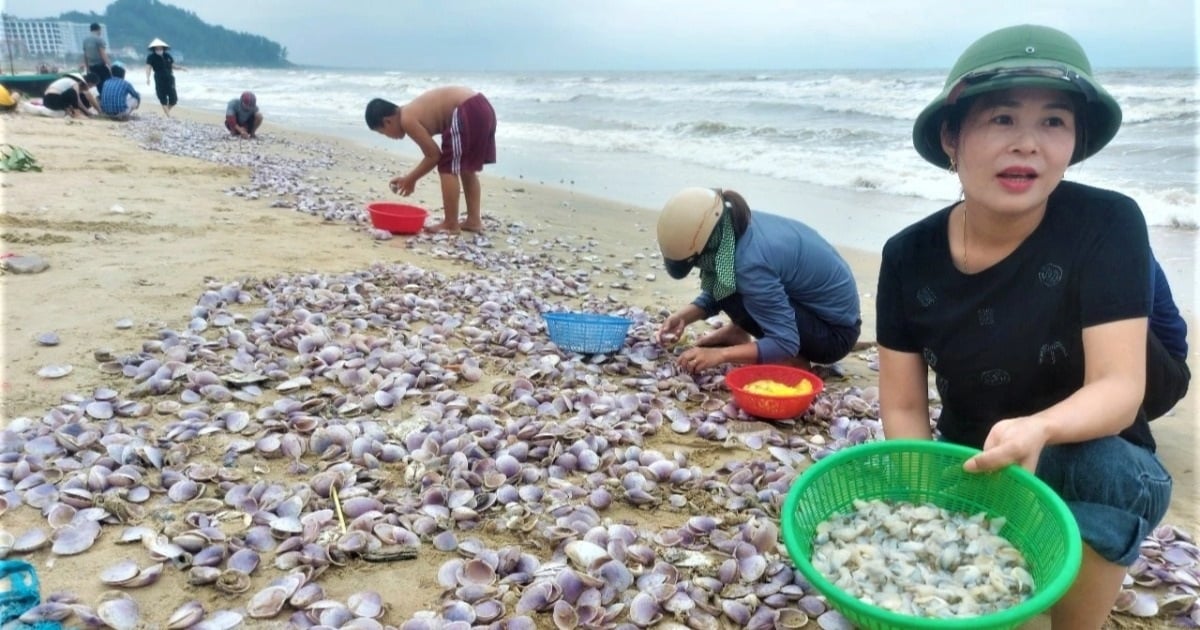 Hàng tấn sò tím dạt bờ biển, người dân đổ xô đi nhặt kiếm tiền triệu