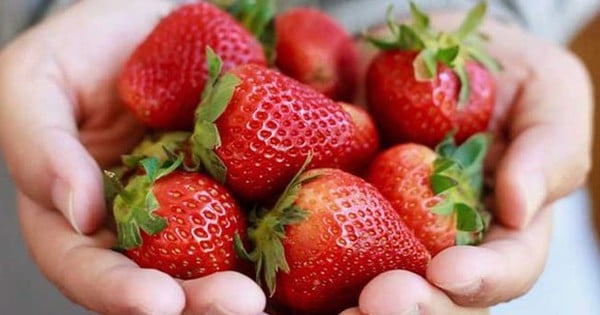 Comer fresas en esta época es mejor que tomar suplementos, por lo que debes aplicar 4 platos medicinales a base de fresas.