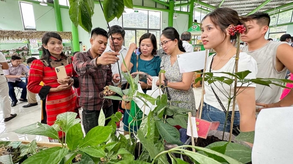 60 gian hàng tham gia phiên chợ sâm Ngọc Linh