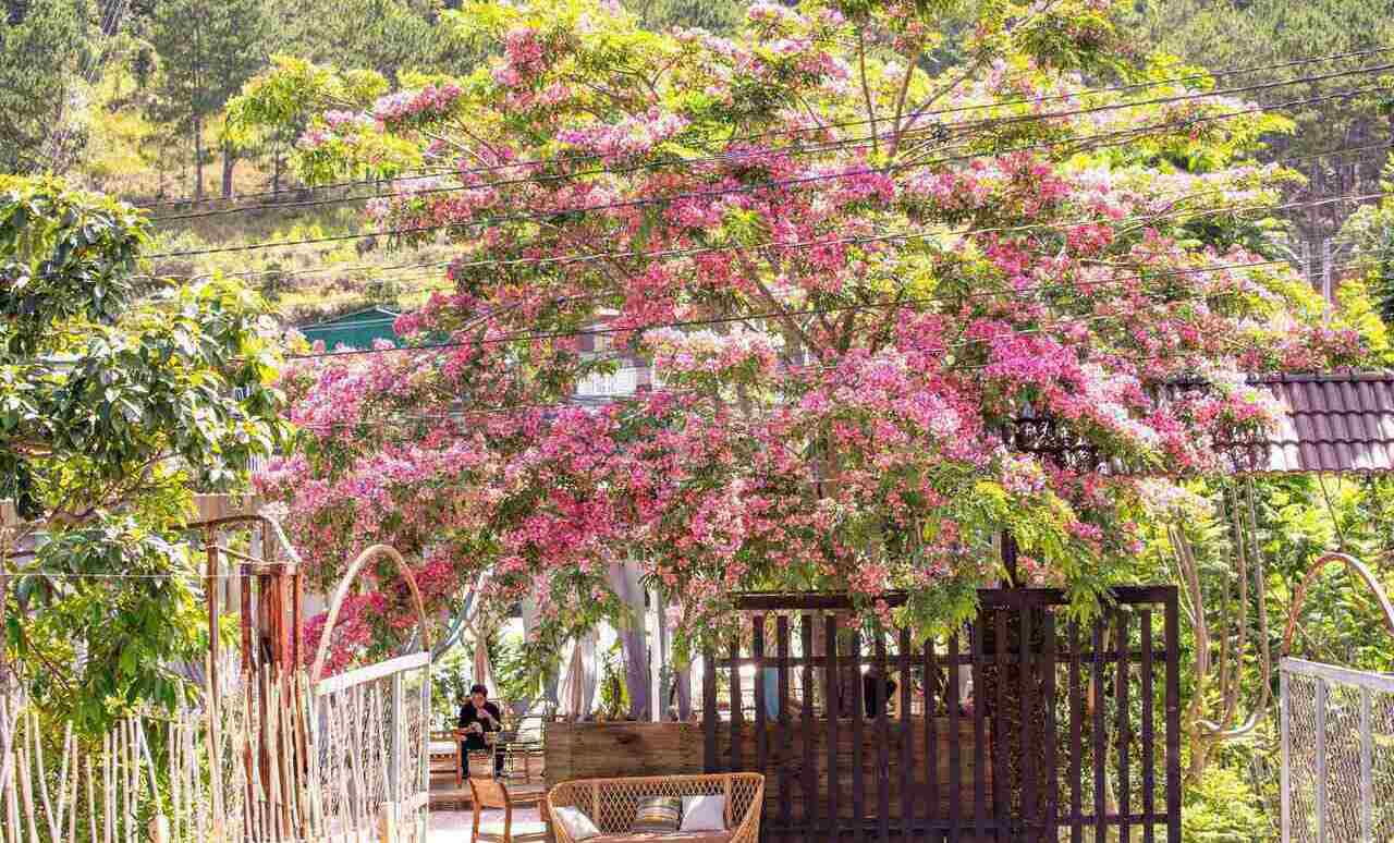 In late May and early June, Da Lat welcomes the season of blooming royal poinciana flowers everywhere.