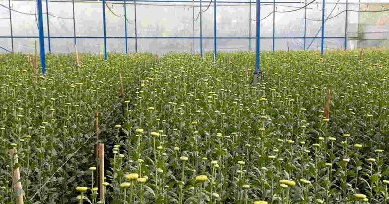 Pronóstico del mercado de flores de Tet en Da Lat afectado por la situación económica