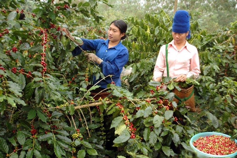 อุปทานลดลงอย่างรวดเร็ว การส่งออกกาแฟพุ่งสูง