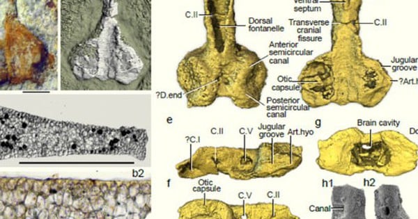 Emerging after 400 million years, the multi-portrait monster causes confusion