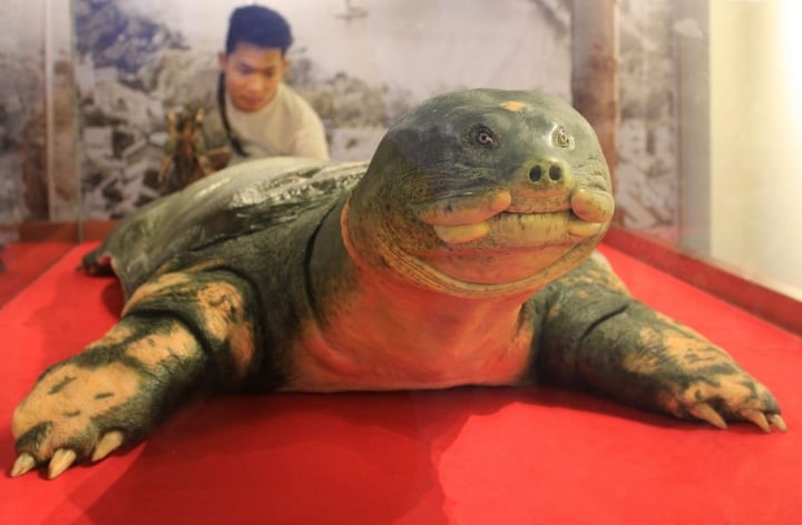 ドンモ湖のホアンキエム亀の死骸はどのように保存されるのか？ - 2