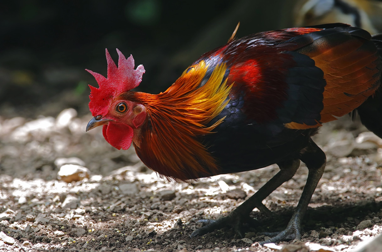 Admira 24 especies raras de aves y animales en el bosque protector de Binh Thuan