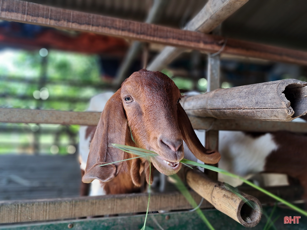 Old farmer in Nghi Xuan shares secret to getting rich from raising Boer goats