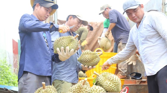 People in Krong Pak district (Dak Lak province) harvest durian.