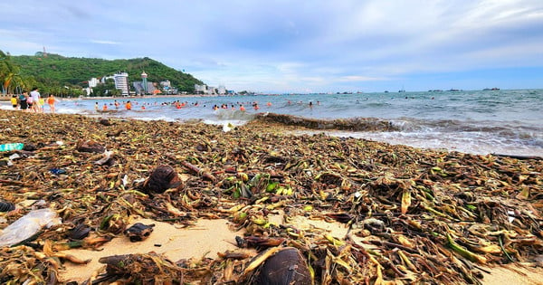 Reaparece la temporada de “basura marina” en Vung Tau