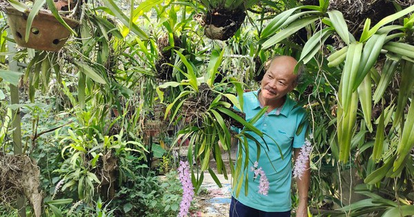 El jardín de orquídeas silvestres de un agricultor de Bac Kan, con flores que fluyen como un arroyo, también cría una especie de animales salvajes.