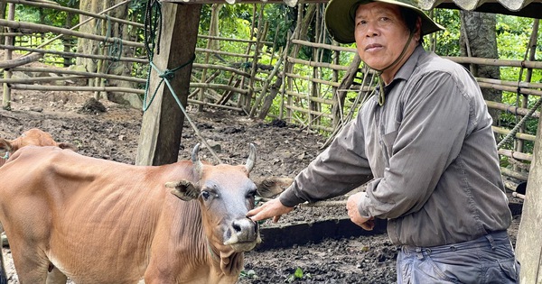 Nuôi trâu, nuôi bò đếm chả xuể, ở xã này của Quảng Bình có nhà mua ô tô sang, xịn, mịn