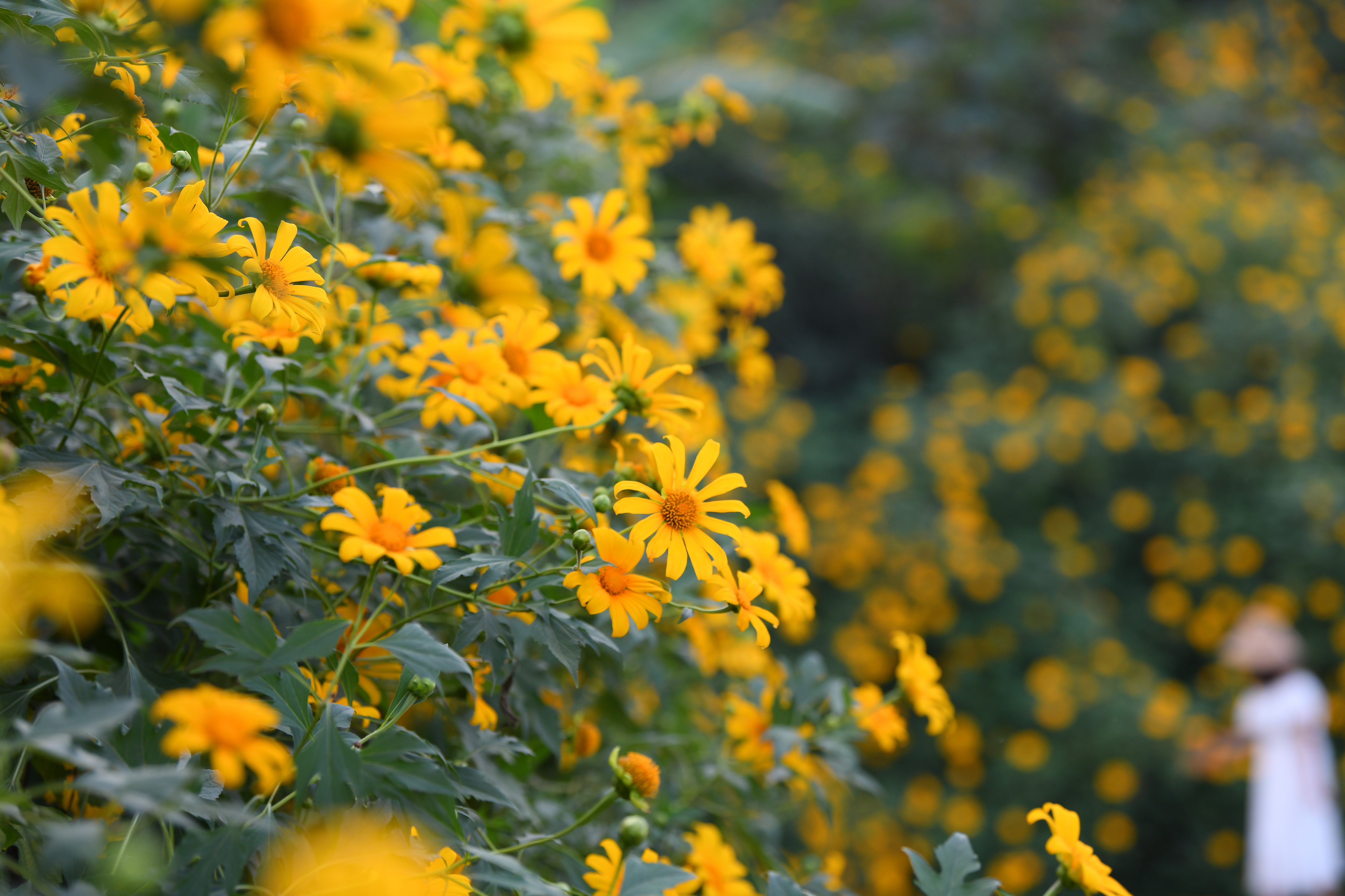 Besuchen Sie Pleiku, um wilde Sonnenblumen zu sehen, die wunderschön wie ein Gemälde blühen