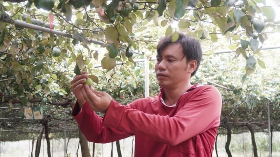 Huerto de manzanas orgánicas en medio de la 'capital' del mango