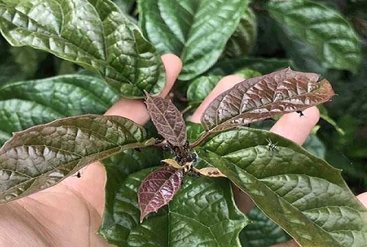 The black tea tree grows wild in the forests of the northern mountainous region. (Illustration photo)