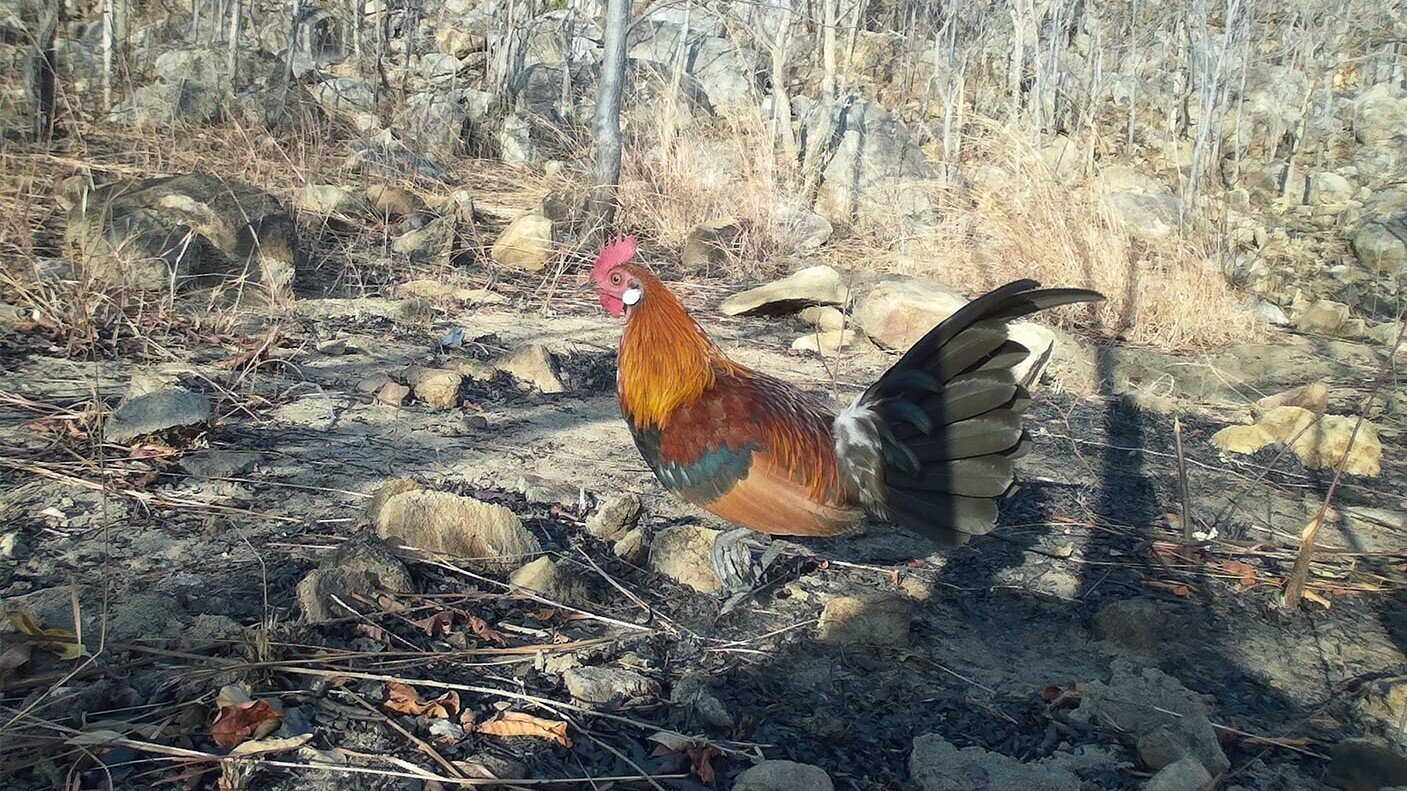 Bewundern Sie 24 seltene Vogel- und Tierarten im Schutzwald in Binh Thuan - 7