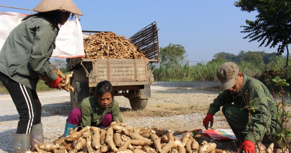 Un país del sudeste asiático aumentó repentinamente sus compras de un tipo de almidón procedente de Vietnam, lo que hizo que su poder adquisitivo aumentara un 2.049%.