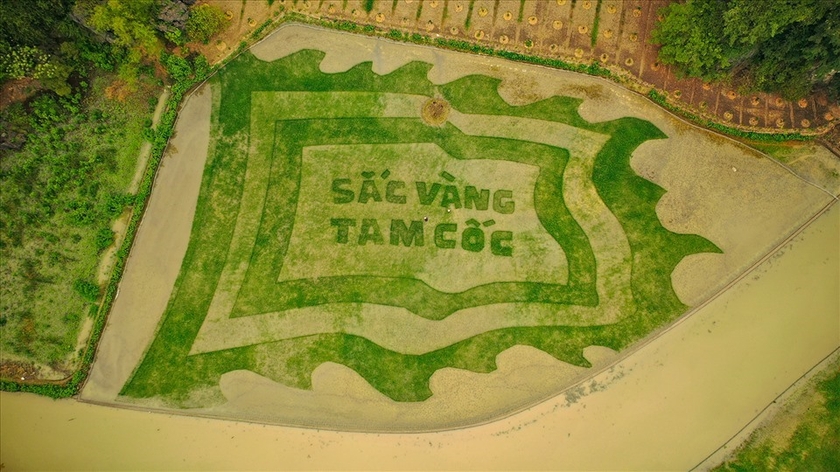 Ninh Binh is about to launch a 9,500m2 carp-shaped rice field photo 2