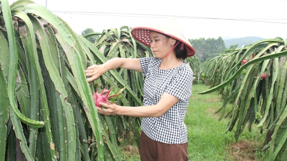 Persistently and seriously grow organic dragon fruit