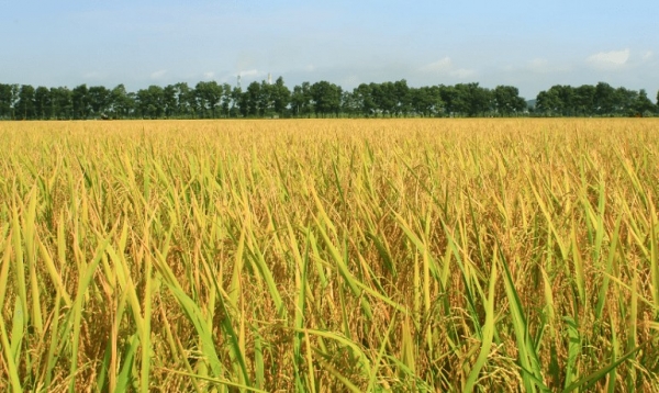 El precio del arroz disminuyó entre 50 y 100 VND/kg; Los precios del arroz aumentaron ligeramente