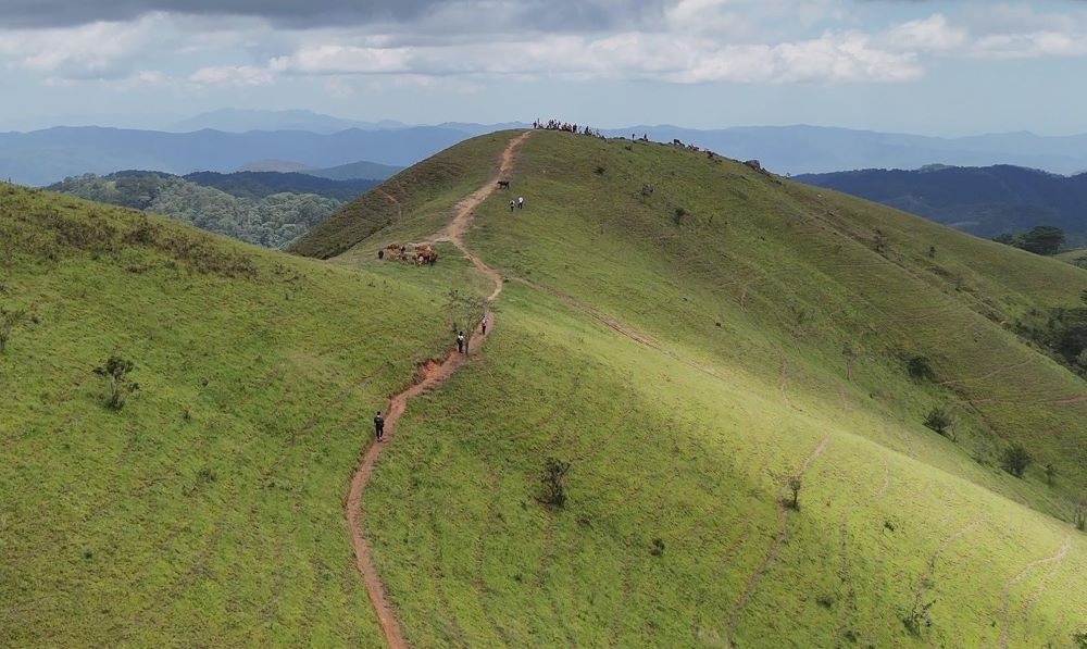 Green grass hills attract trekking groups. Photo: Pham Duy