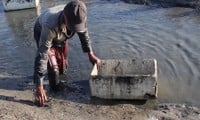 Wading in rice fields to catch giant freshwater prawns to sell for Tet