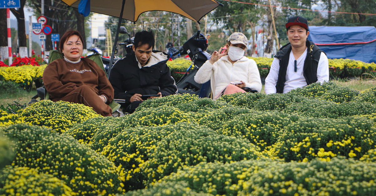 Da Nang: Bunte Tet-Blumen auf den Straßen, stabile Preise