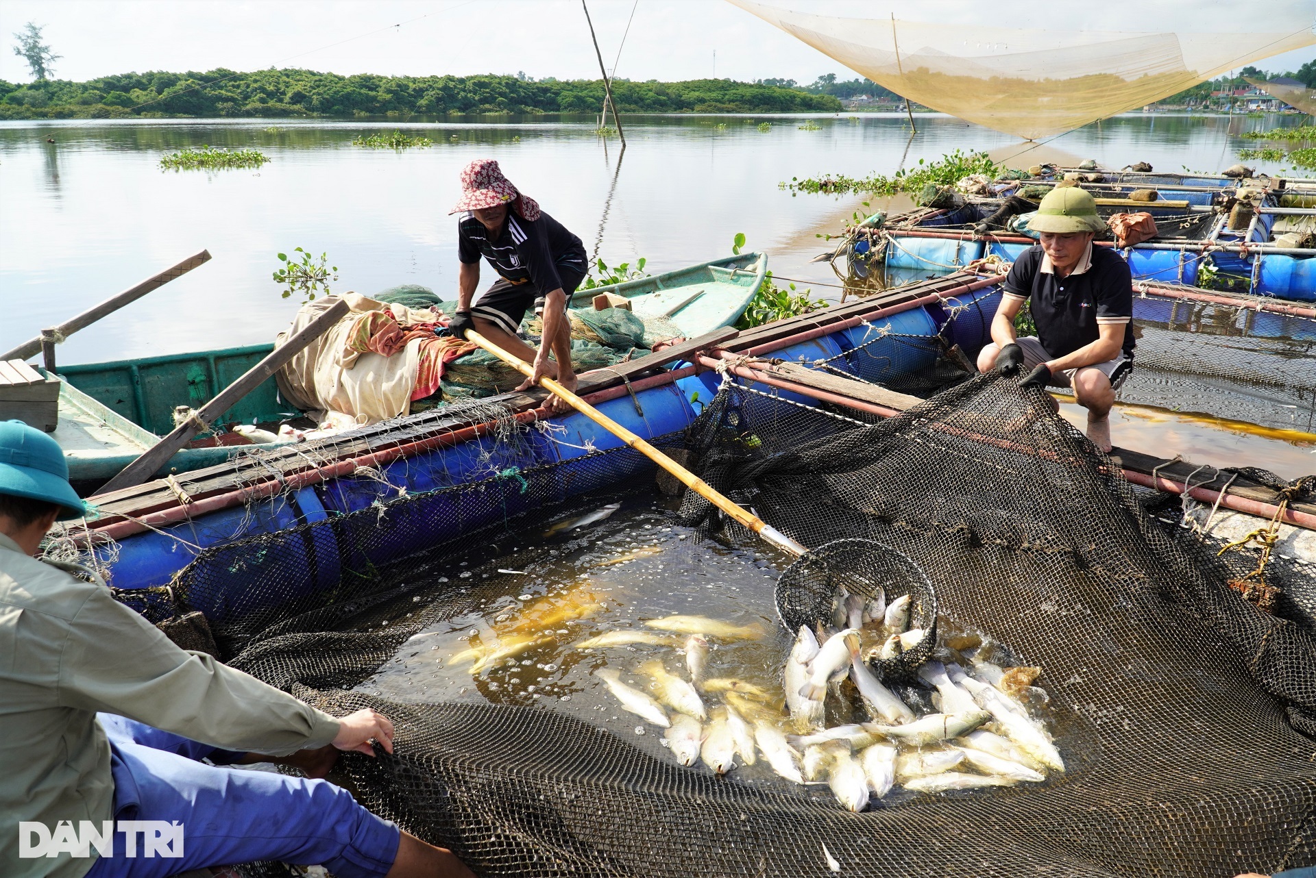 Hàng chục tấn cá lồng chết phơi bụng, người nuôi điêu đứng - 3