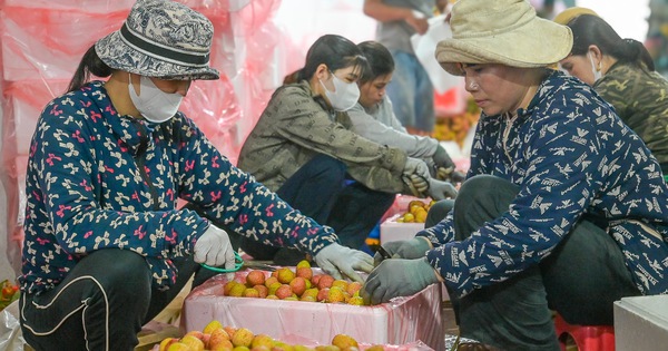 La récolte de litchis de Bac Giang a échoué, mais le prix était bon