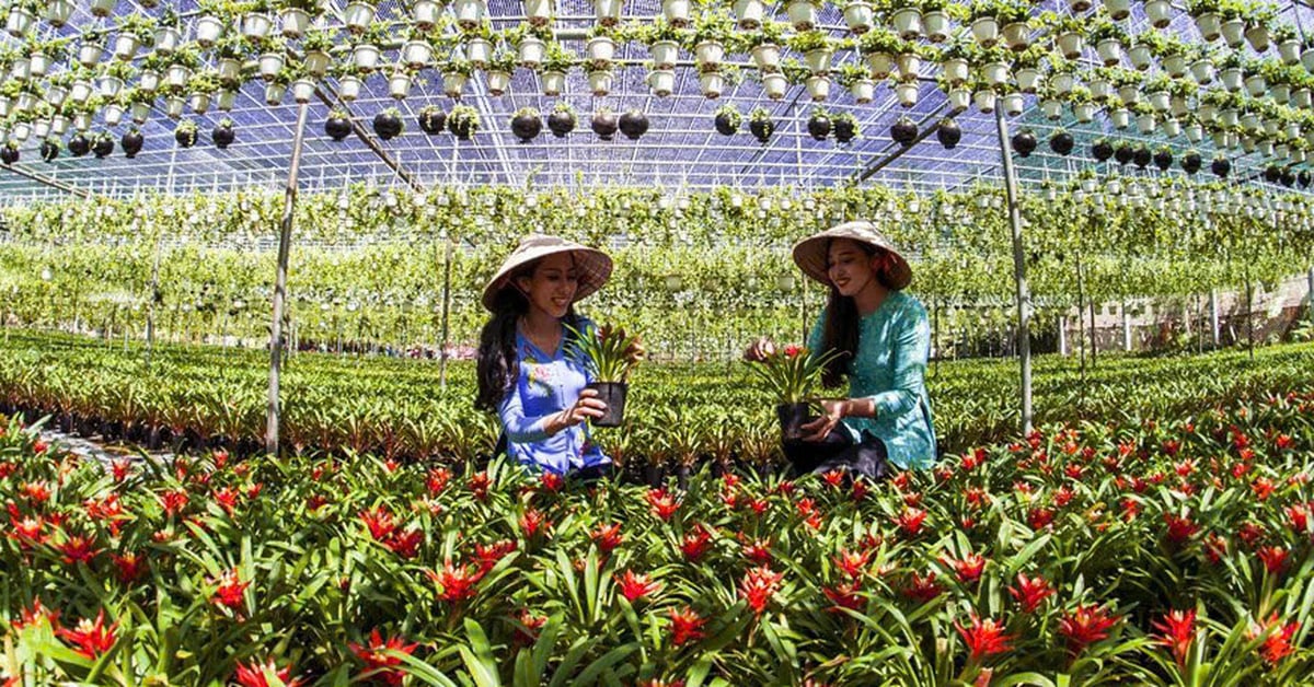 Le festival des fleurs ornementales de Cho Lach veut établir un record Guinness au Vietnam