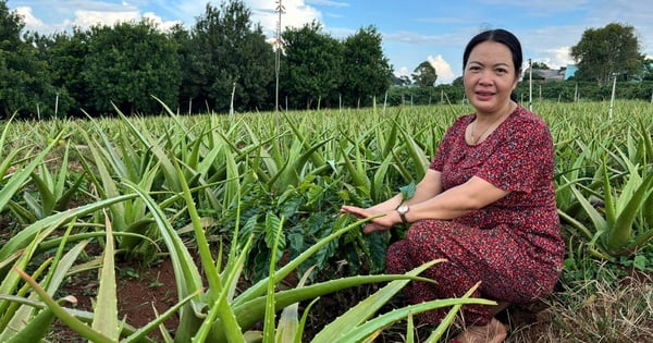 A big, plump, juicy aloe vera plant was planted recklessly in a coffee garden in Lam Dong, and unexpectedly it turned out to be a hit.