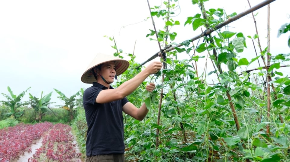 Los agricultores de la comuna de Lien Hiep (distrito de Phuc Tho) cuidan las verduras.