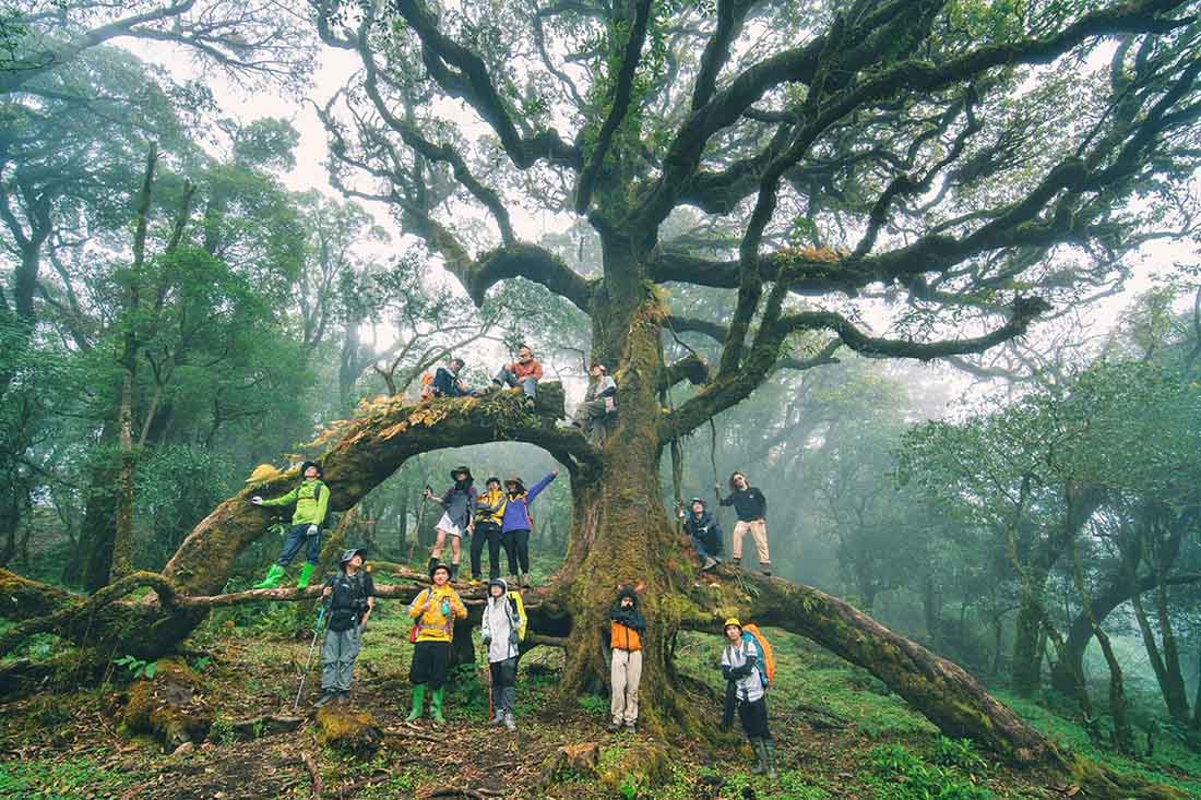 Alter Baum auf dem Weg zum Aufstieg auf den Sa Mu. Foto: NVCC