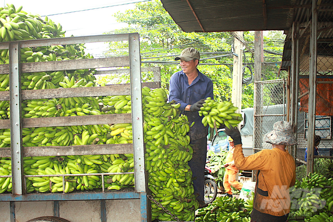 Xuất khẩu trái cây tươi của Đồng Nai đạt được mốc ấn tượng, tiêu biểu là sầu riêng, chuối tươi xuất sang thị trường Trung Quốc. Ảnh: Minh Sáng.