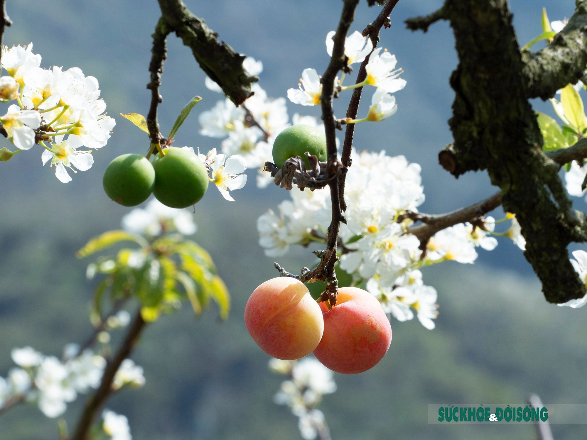 Moc Chau ជា​គោលដៅ​ទាក់ទាញ​មួយ​នៅ​តំបន់​ភាគពាយ័ព្យ