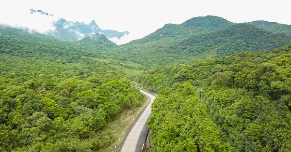 Dưới tán rừng Quảng Trị!