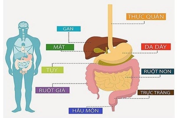 Bác sĩ tư vấn về 5 loại ung thư đường tiêu hóa thường gặp và cách phòng ngừa